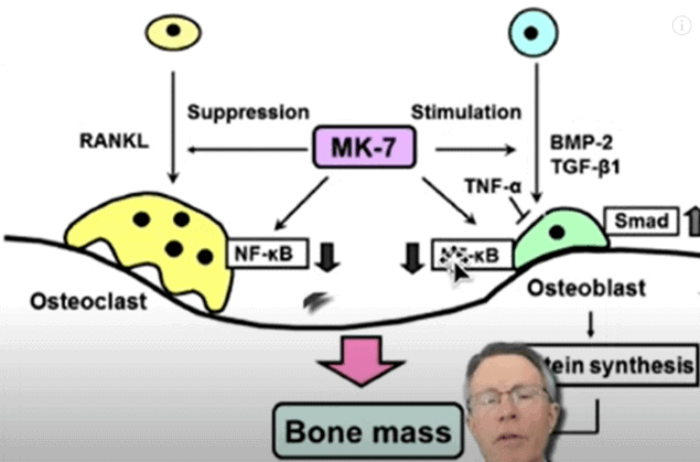 Vitamin K2 Affects Osteoclasts & Osteoblasts