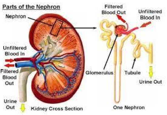 Inside the Kidney - Nephron & Glomerulus