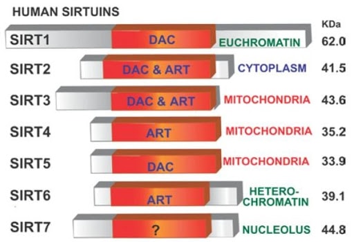 Human Sirtuins