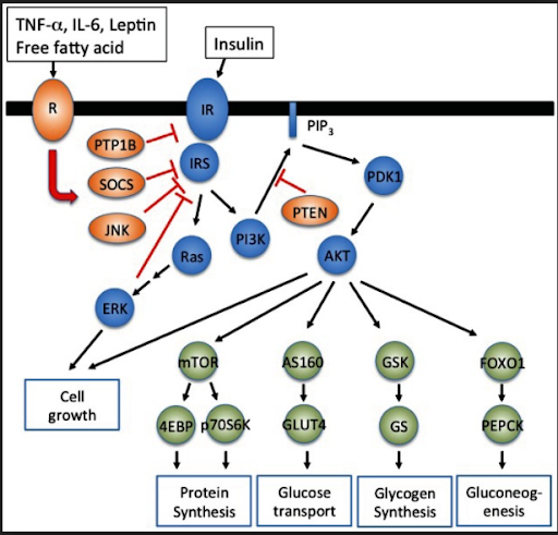 Insulin Resistance Diagram