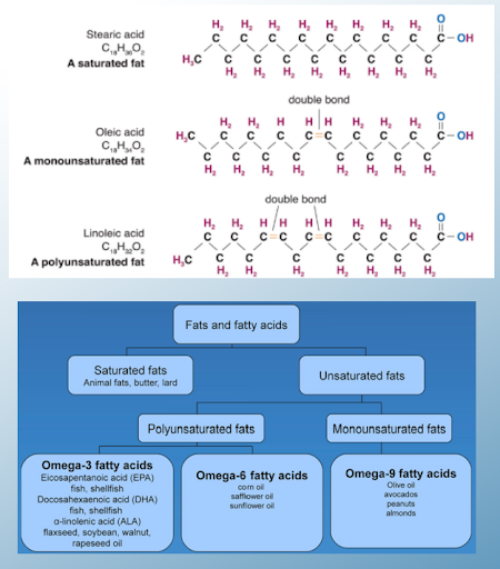 Fatty Acids - Saturated vs. Unsaturated