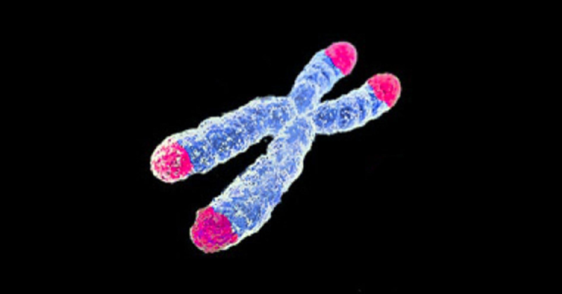 Telomeres on a chromosome