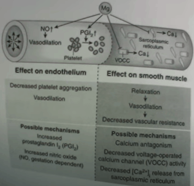 Magnesium Effects on Endothelium & Smooth Muscle