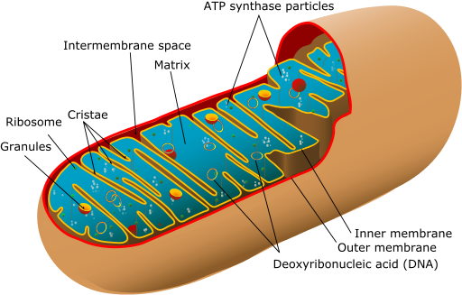 Mitochondrion Diagram