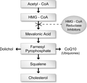 Role of hydroxyl-methylglutaryl coenzyme A reductase inhibitors on coenzyme Q10 synthesis