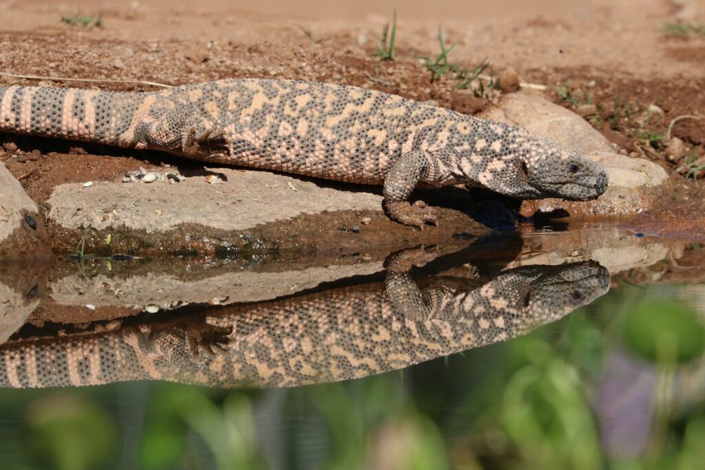 Incretin mimetic drug derived from saliva of Gila monster