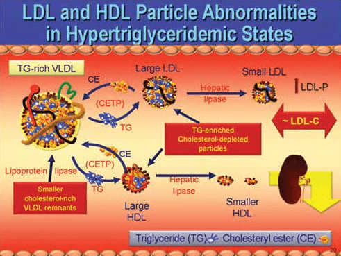 HDL, LDL, VLDL, triglycerides & CETP