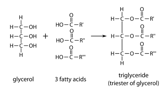 Triglyceride components