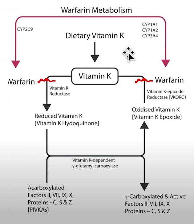 warfarine_metabolism