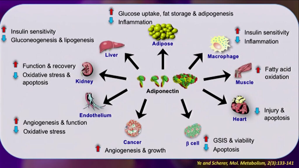 metabolic